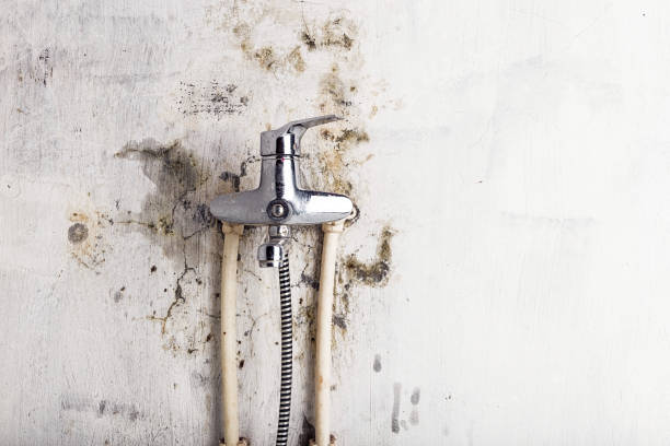 Best Professional Mold Removal  in Chesterfield, MO