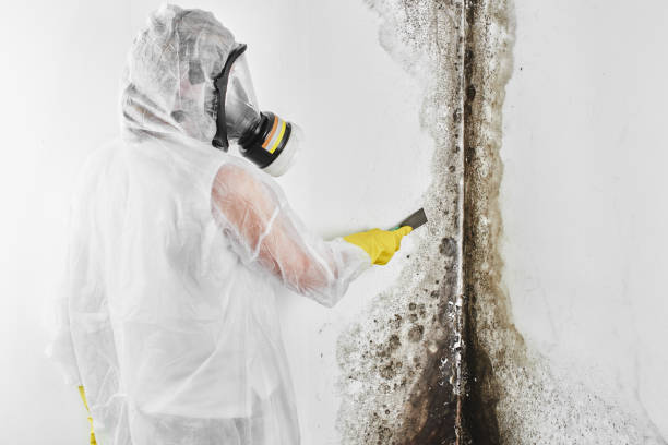 Best Toxic Mold Removal  in Chesterfield, MO