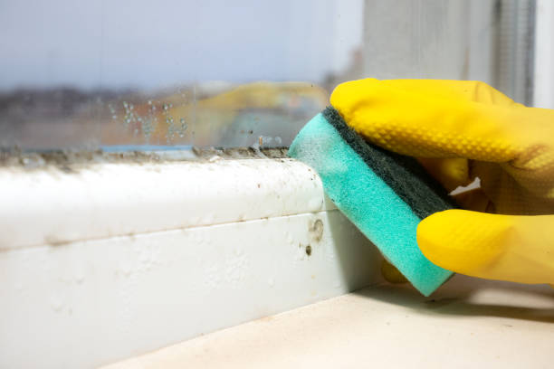 Best Home Mold Removal  in Chesterfield, MO