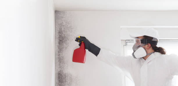 Best Local Mold Removal Service  in Chesterfield, MO