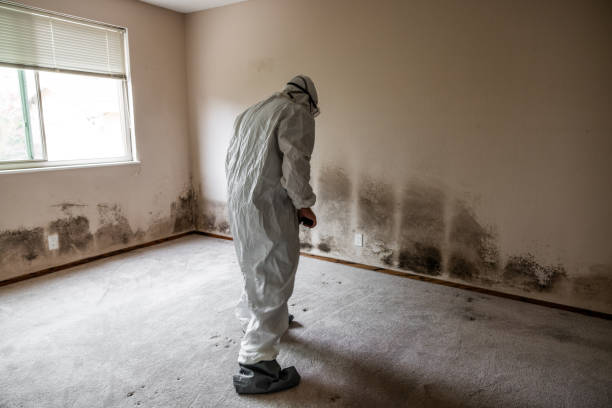 Professional Mold Removal in Chesterfield, MO
